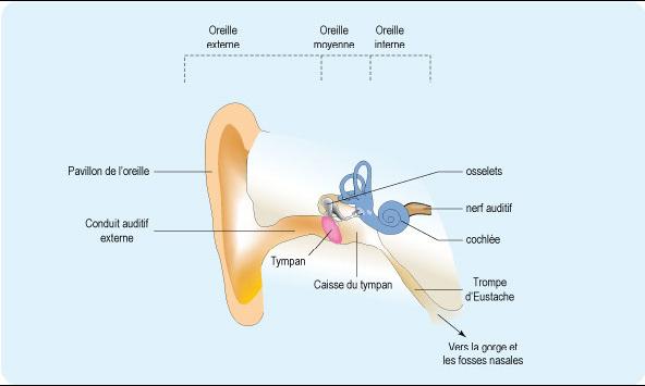 Anatomie oreille 1